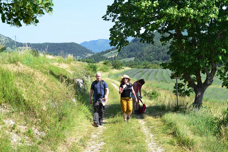 lavande chemin marcher baronnies
