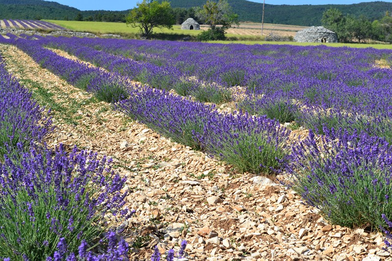 lavande bories provence sejour de randonnee
