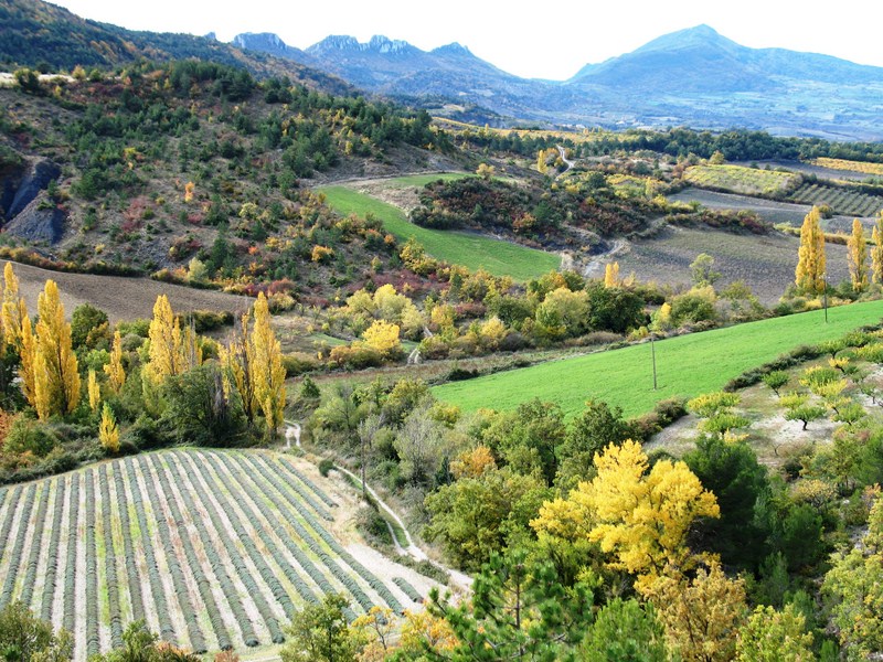 montagne et lavande nord de provence