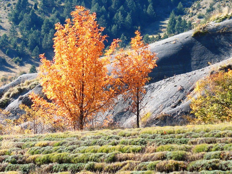 couleurs autumne lavande