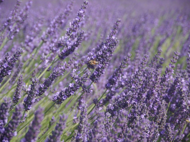 lavande fleur provence France