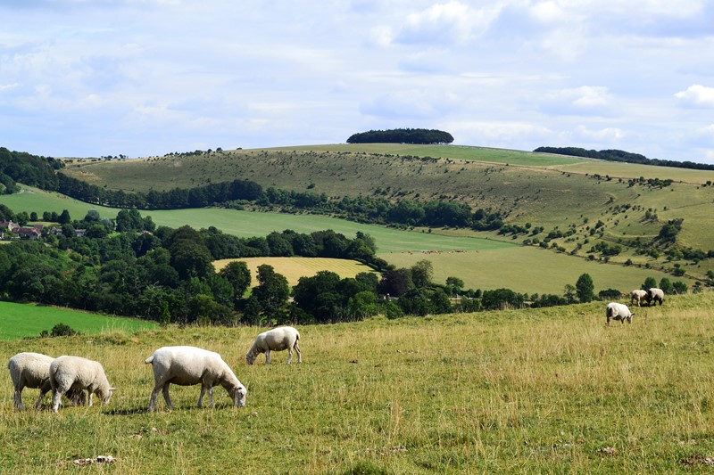 wessex collines sud angleterre randonnées