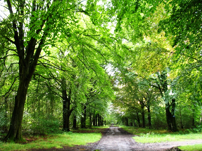 grovely wood foret sejour marche anglais